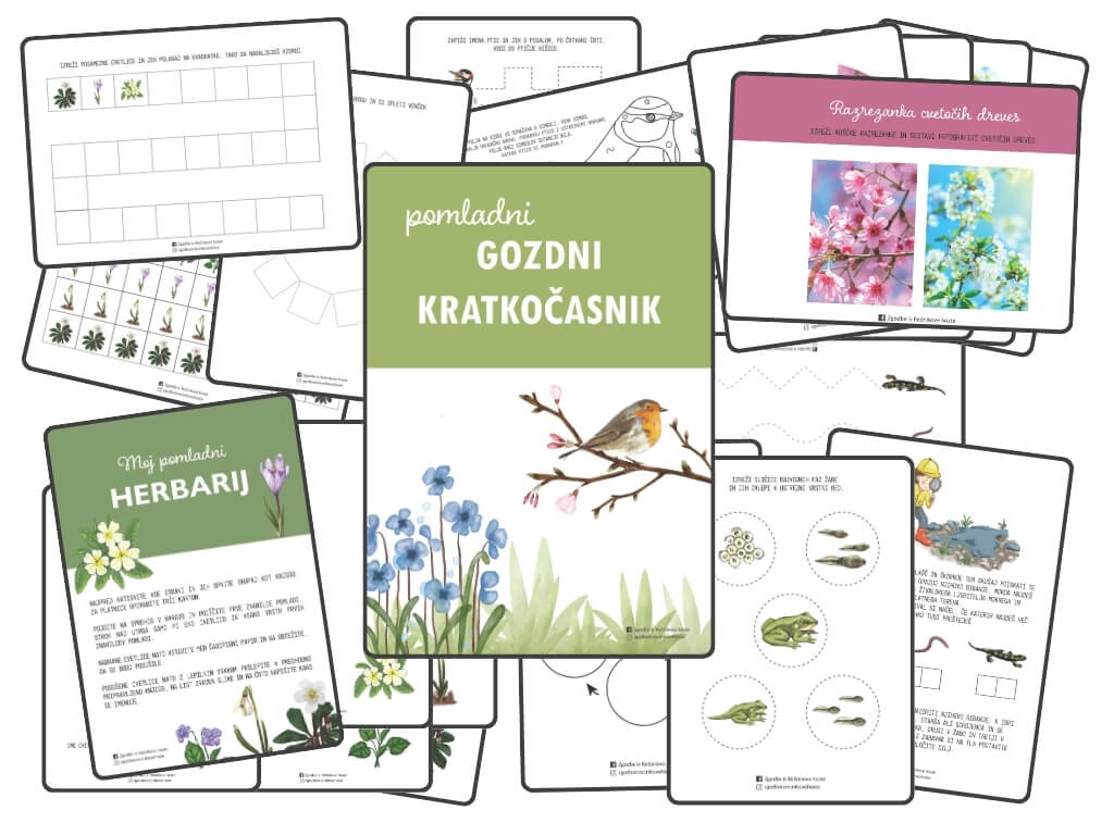 Pomladni gozdni kratkočasnik